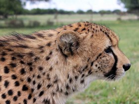 Cheetah (8).JPG